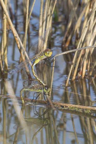 Réf. 242 667 : Anax ephippiger
